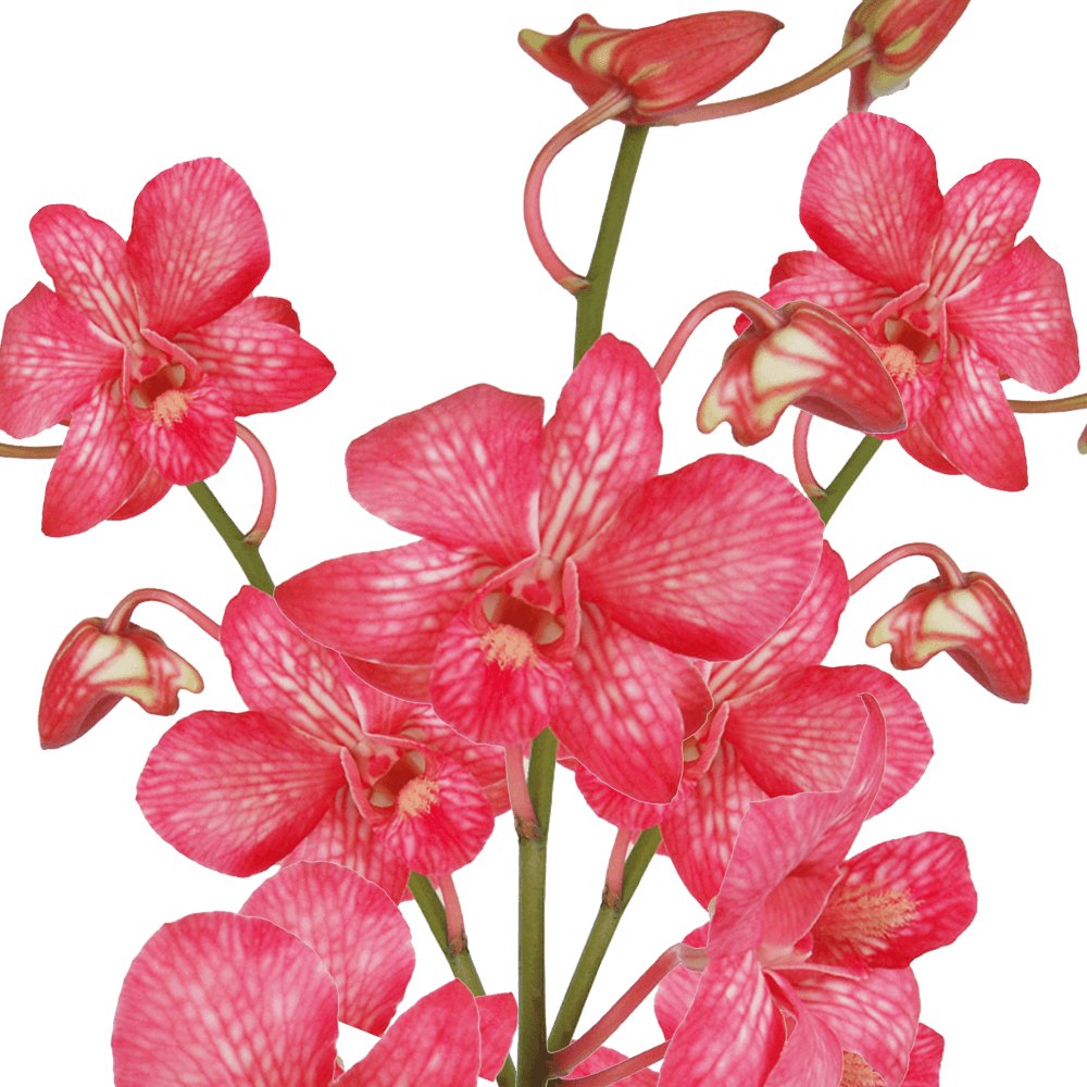 Red Orchids Transparent Image