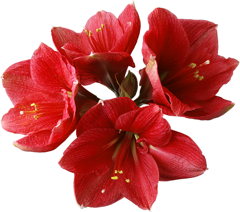 Red Orchids Transparent Images