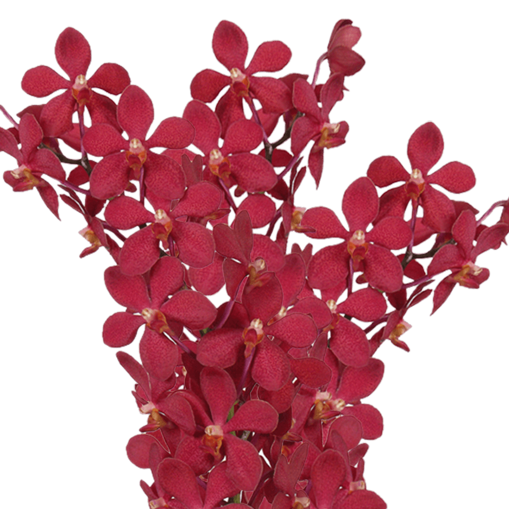Red Orchids Transparent PNG