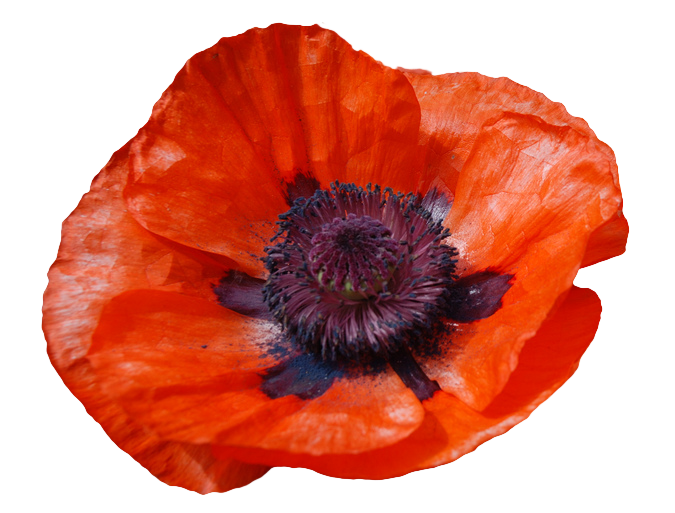 Red Poppy Download Free PNG