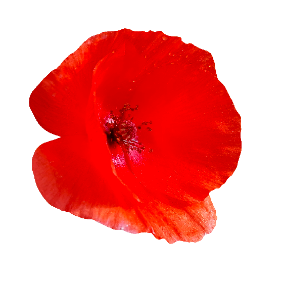 Red Poppy Free PNG