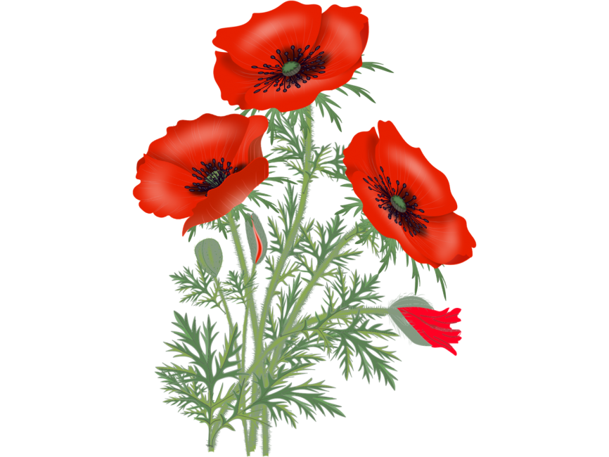 Red Poppy PNG Clipart Background