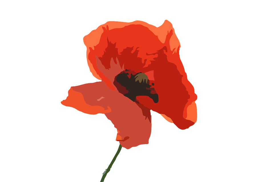 Red Poppy PNG Images HD