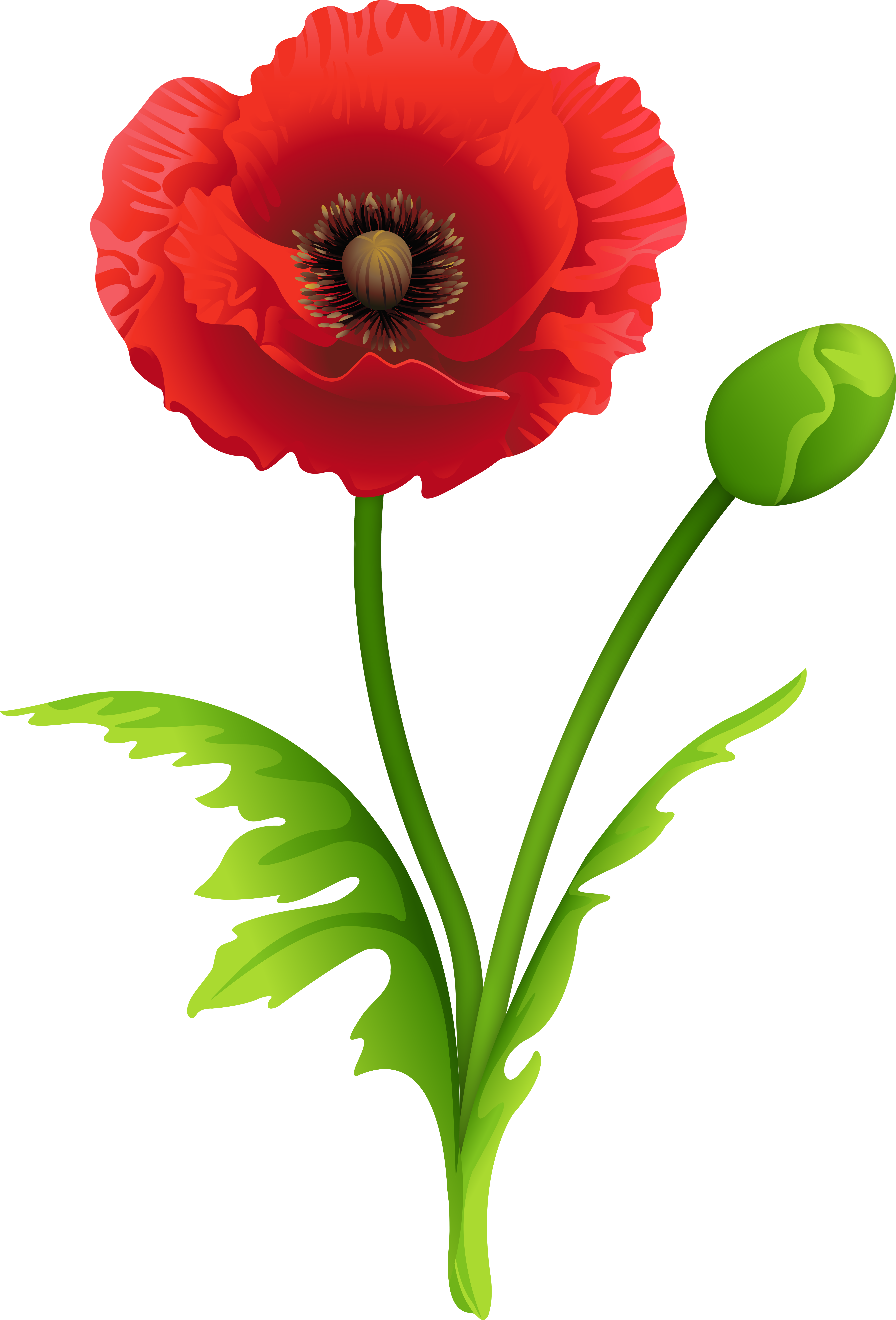 Red Poppy PNG Photos