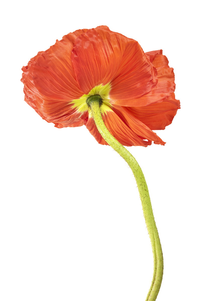 Red Poppy Transparent Background | PNG Play