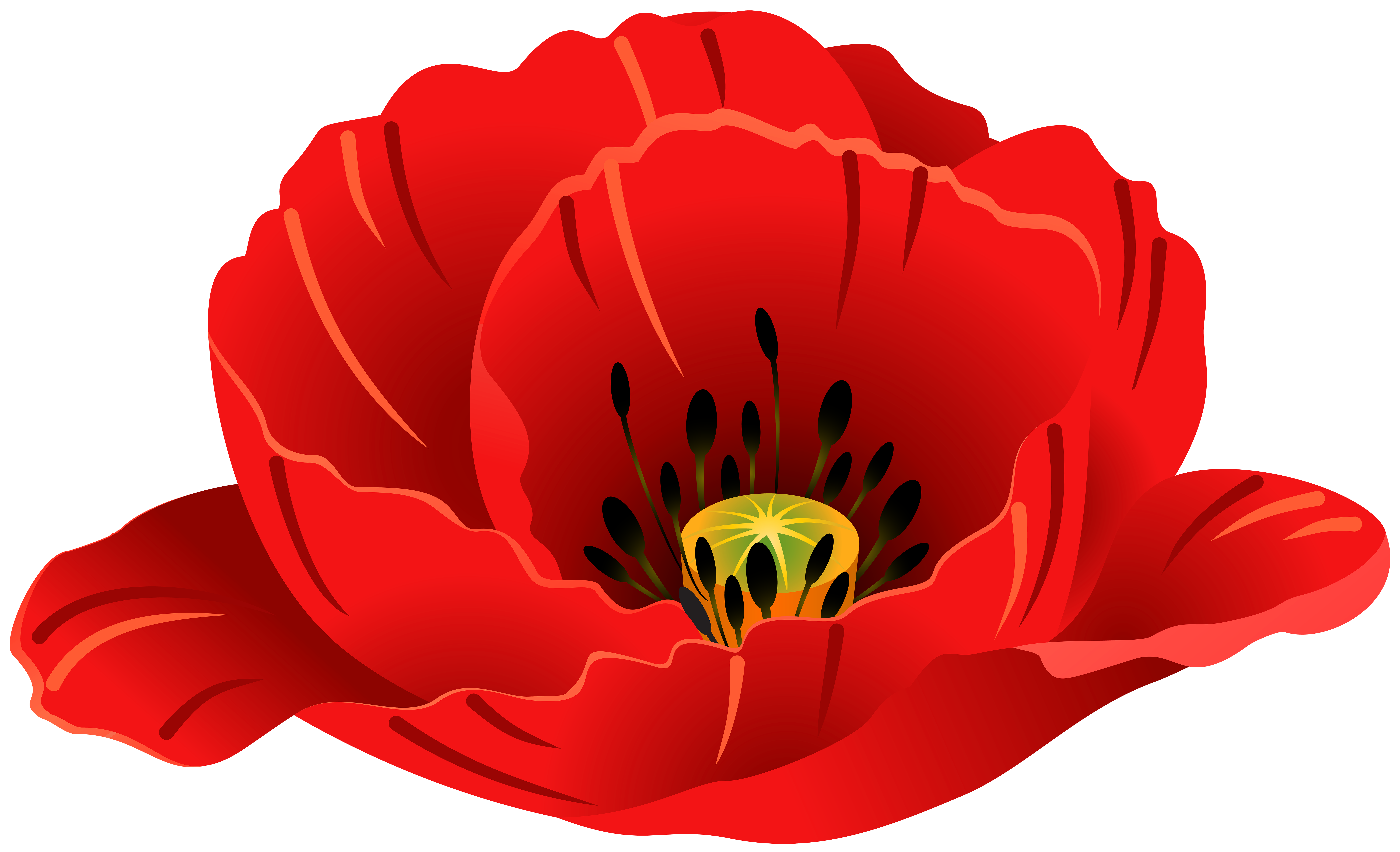 Red Poppy Transparent Images