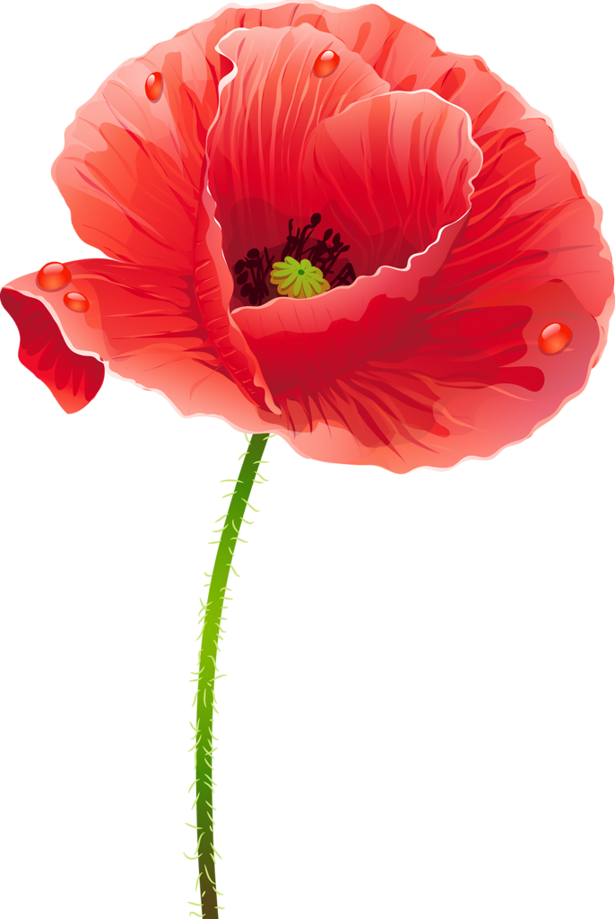 Red Poppy Transparent PNG