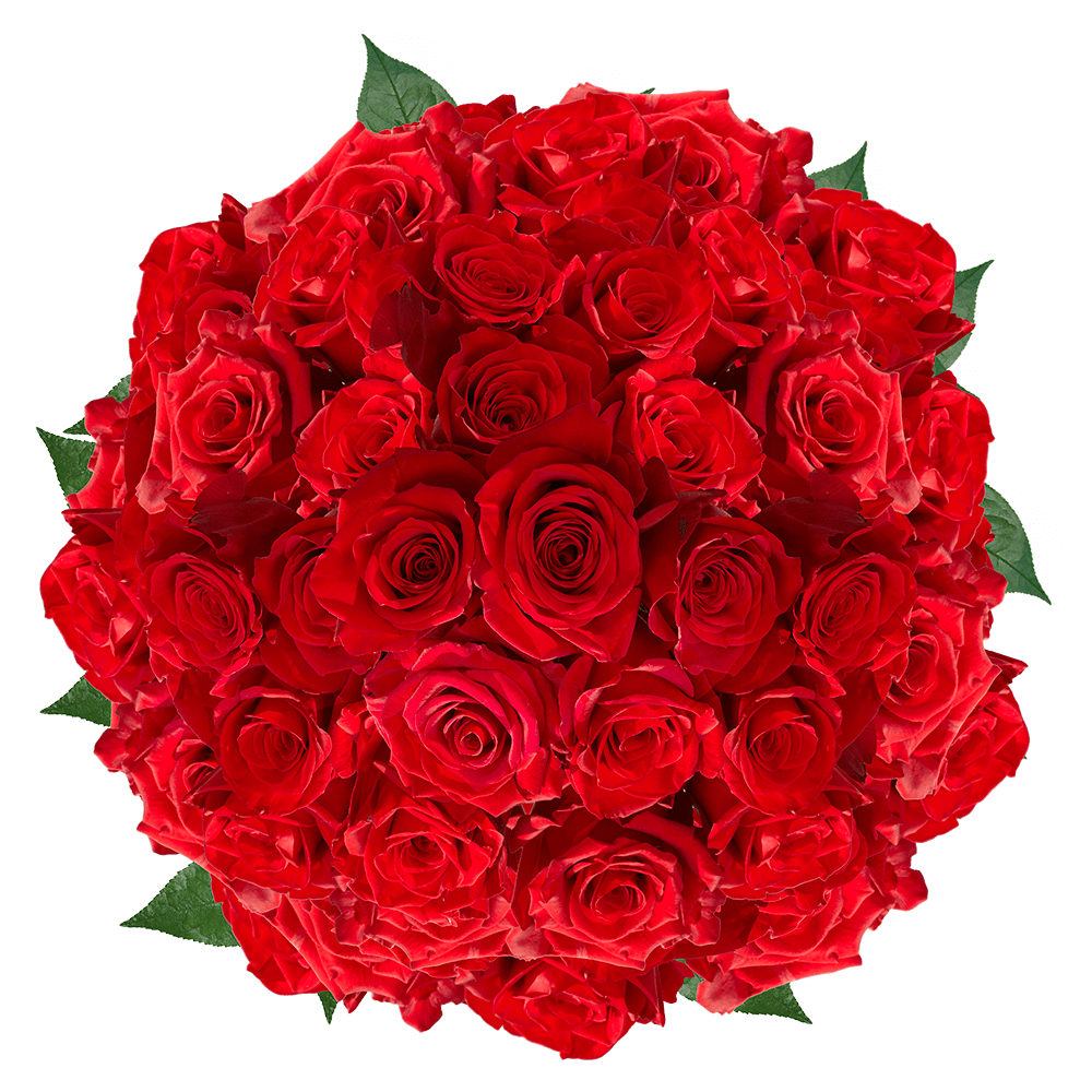Red Rose PNG Pic Background
