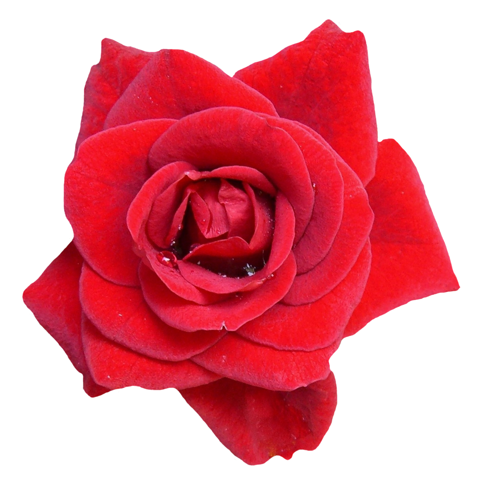 Red Rose Transparent Images
