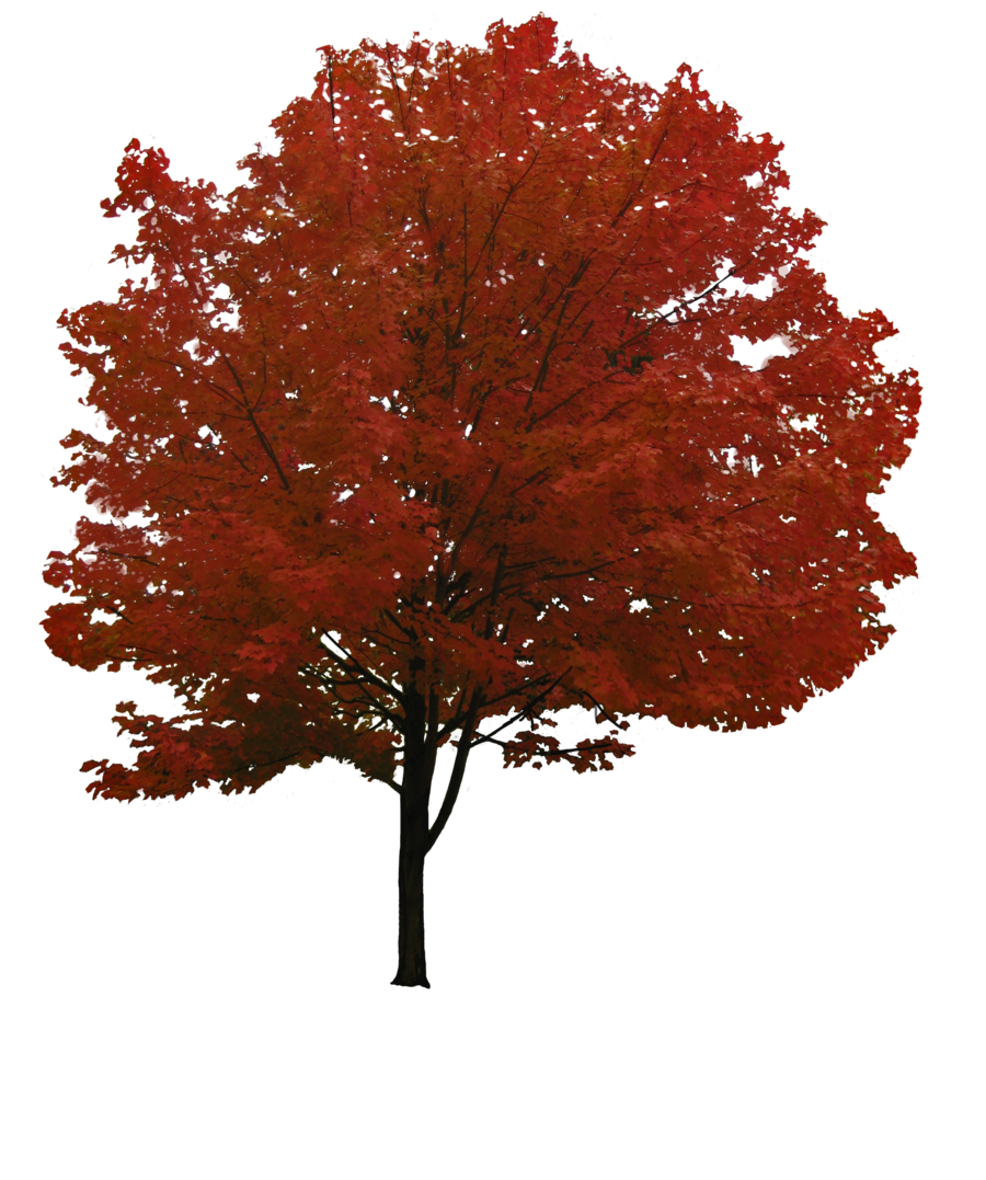 Red Tree Background PNG Image