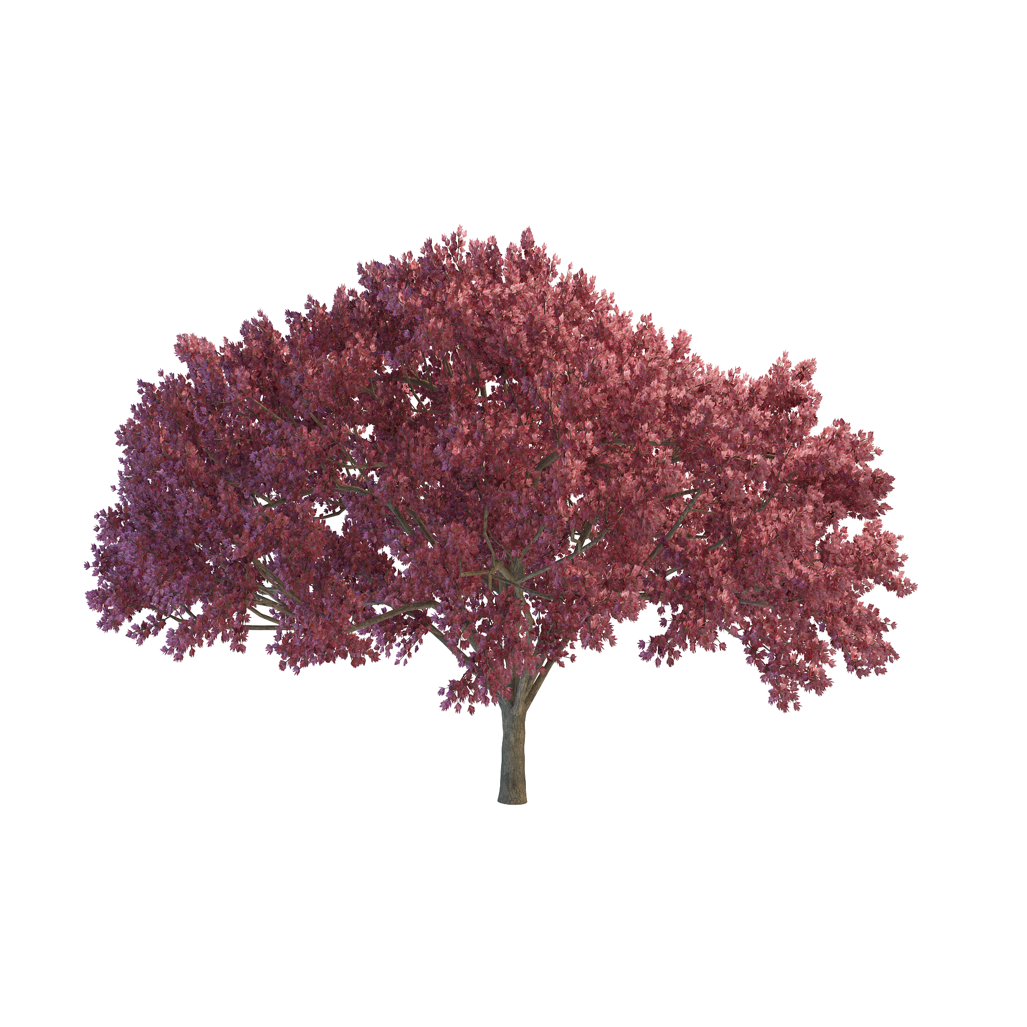 Red Tree Download Free PNG