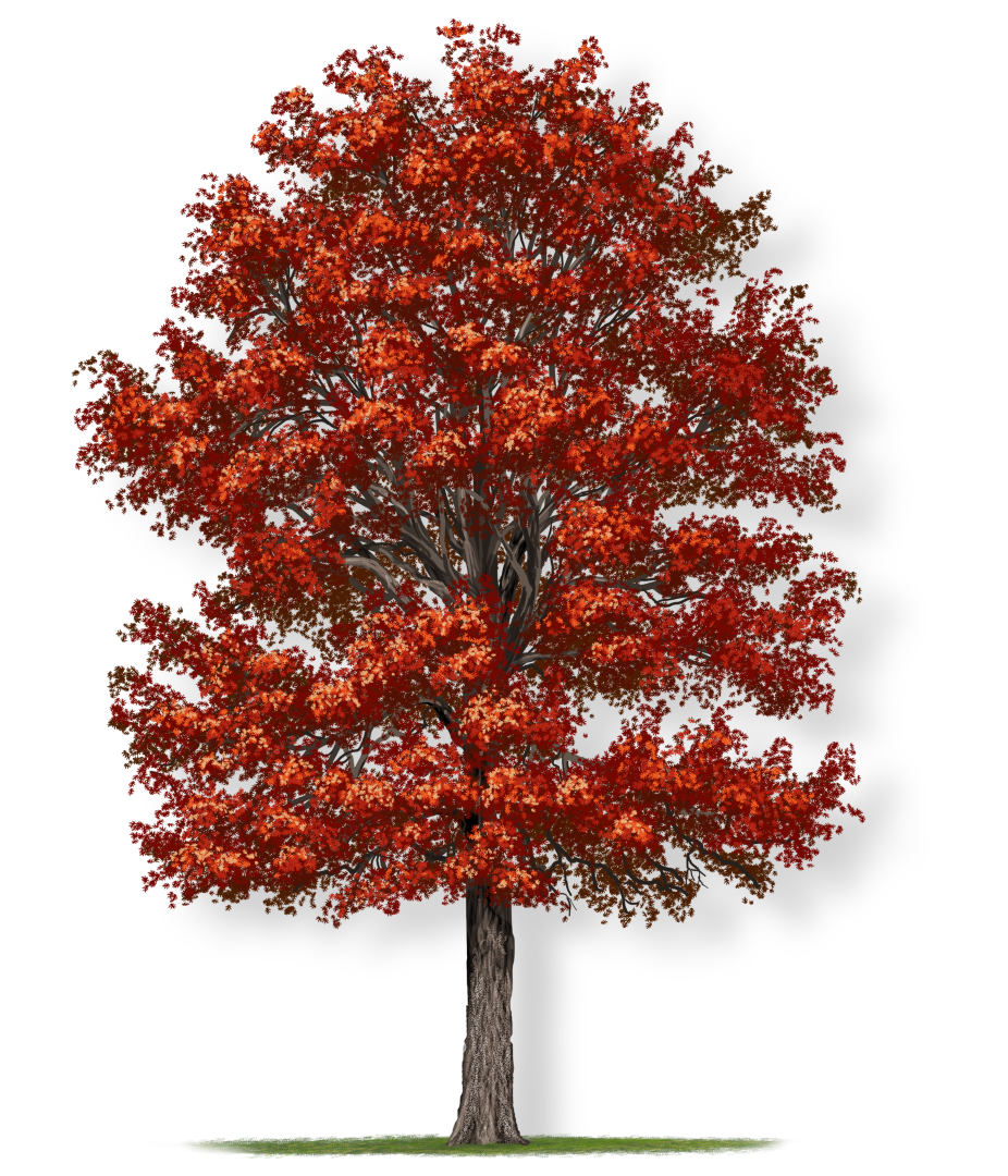 Red Tree Free PNG