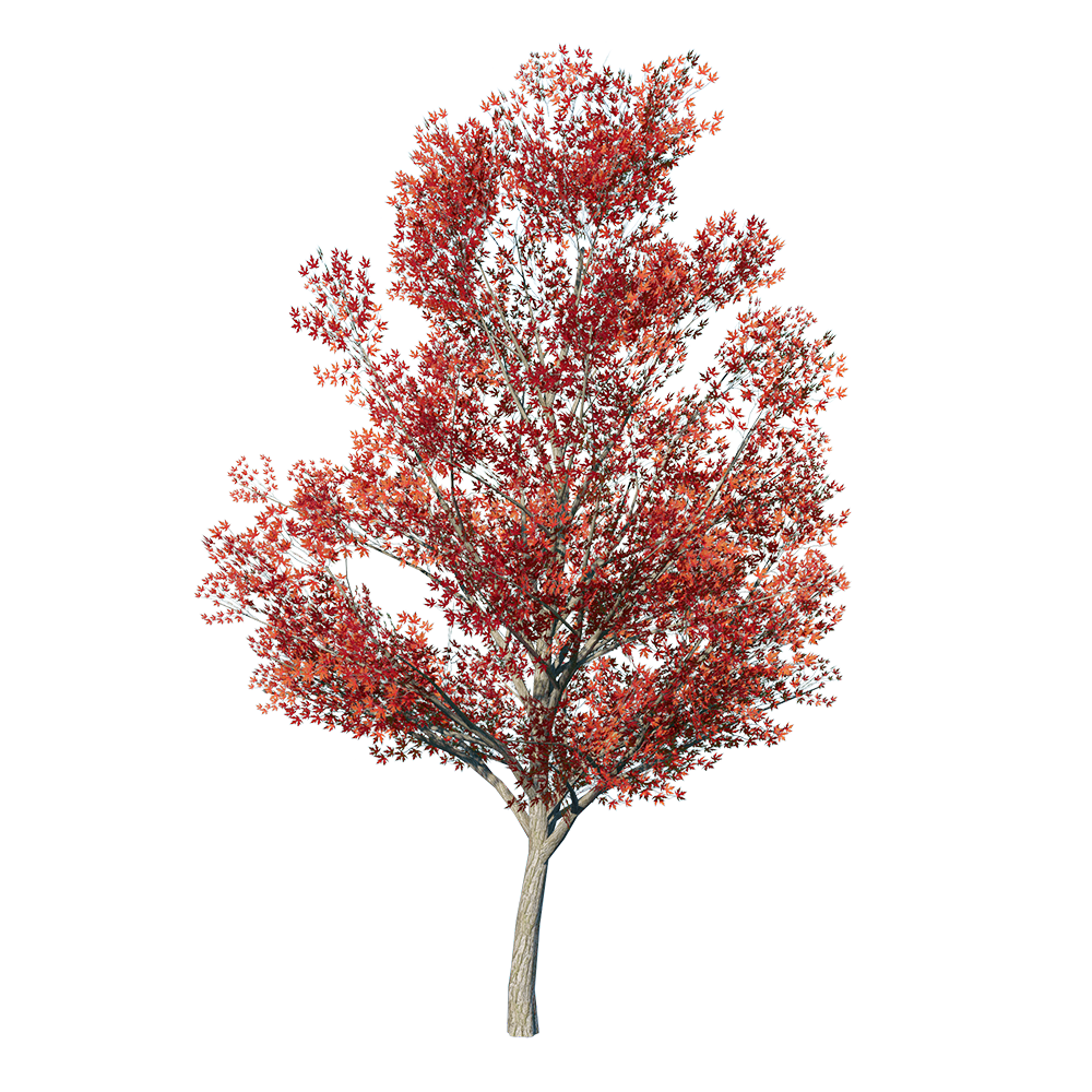 Red Tree Transparent File