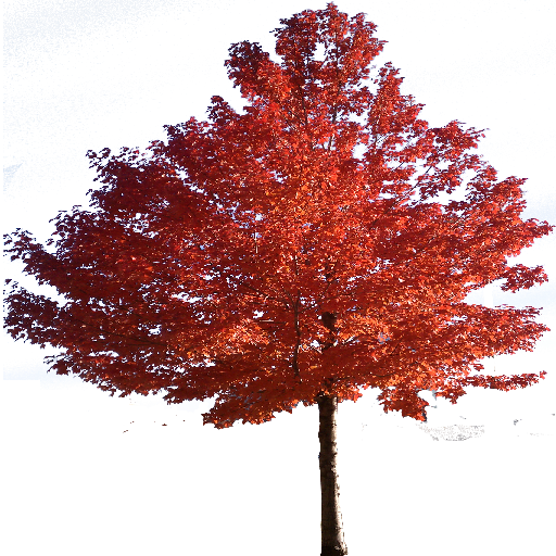 Red Tree Transparent Images