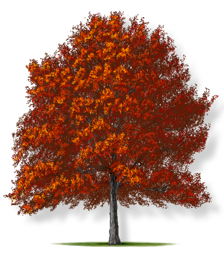 Red Tree Transparent PNG