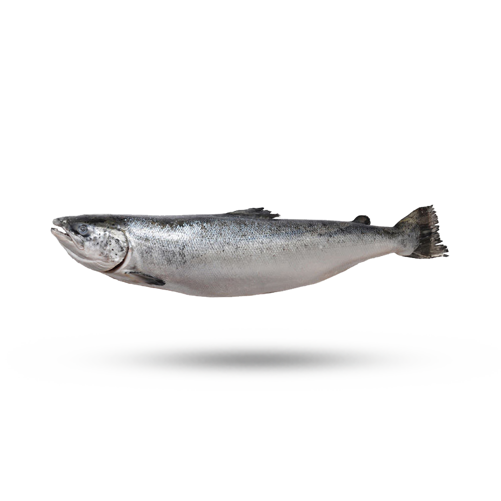 Salmon PNG Clipart Background