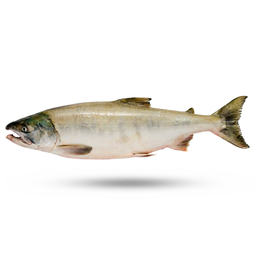 Salmon PNG HD Quality