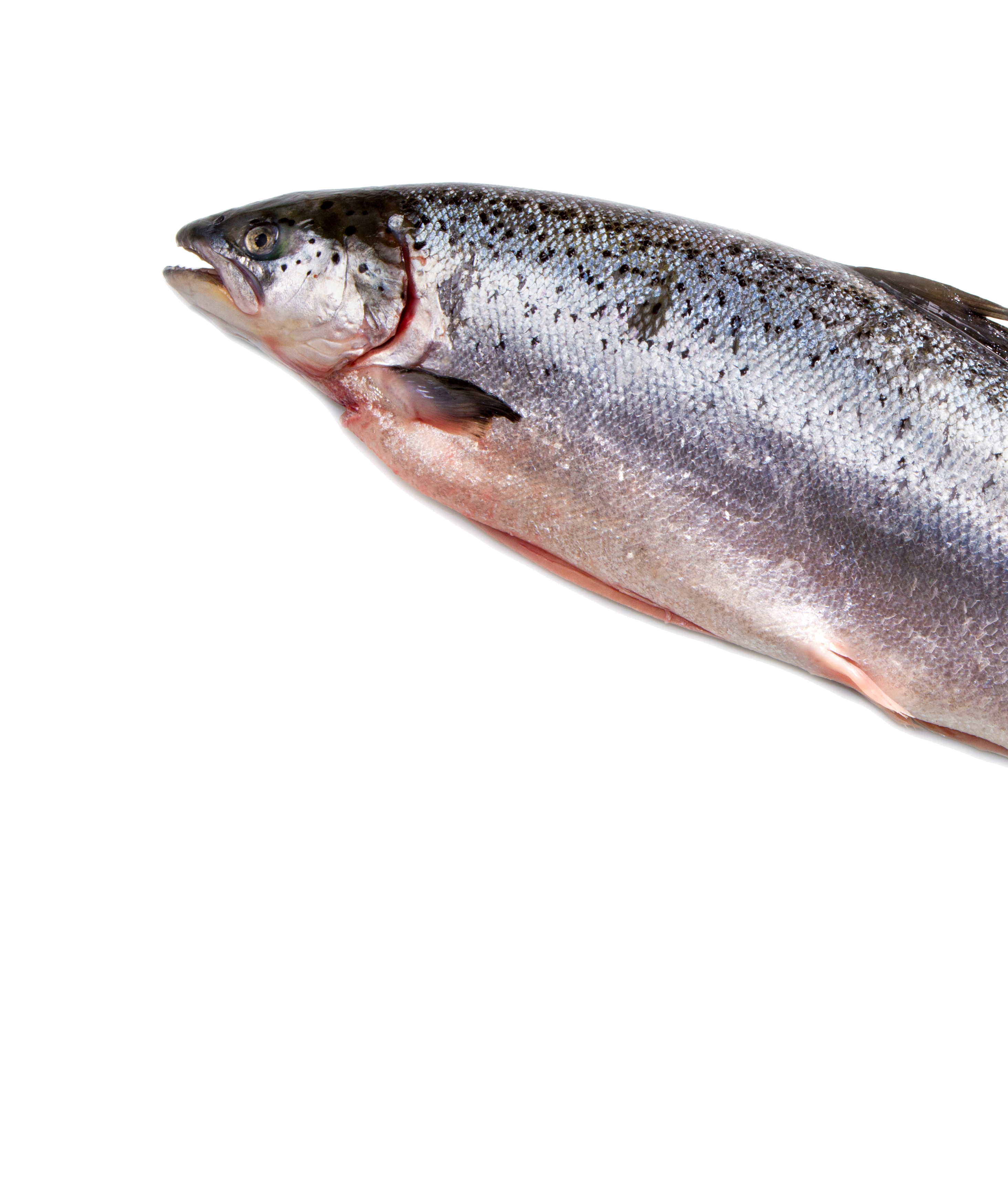 Salmon PNG Images HD