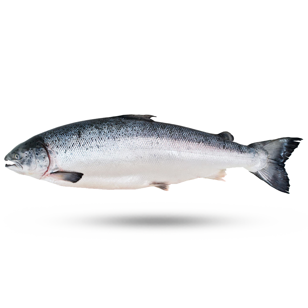 Salmon Transparent Free PNG