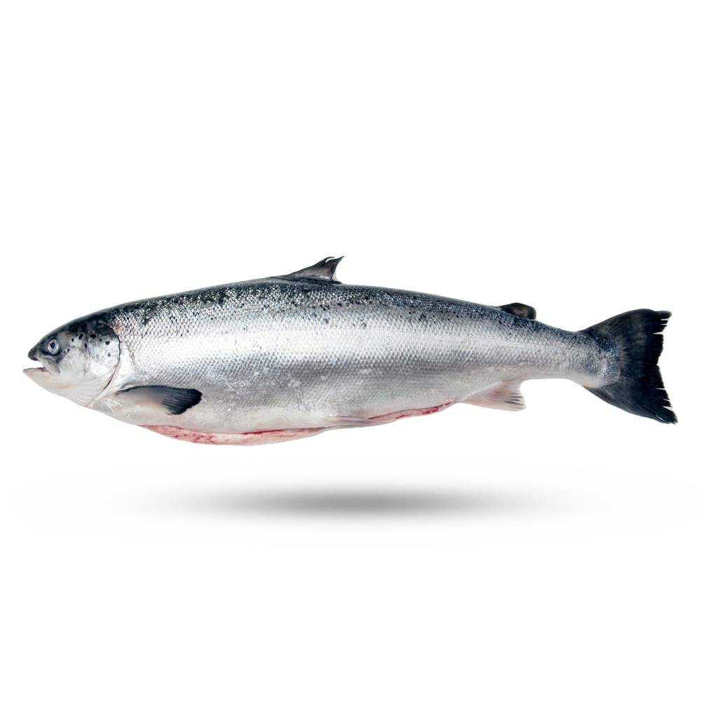 Salmon Transparent Images
