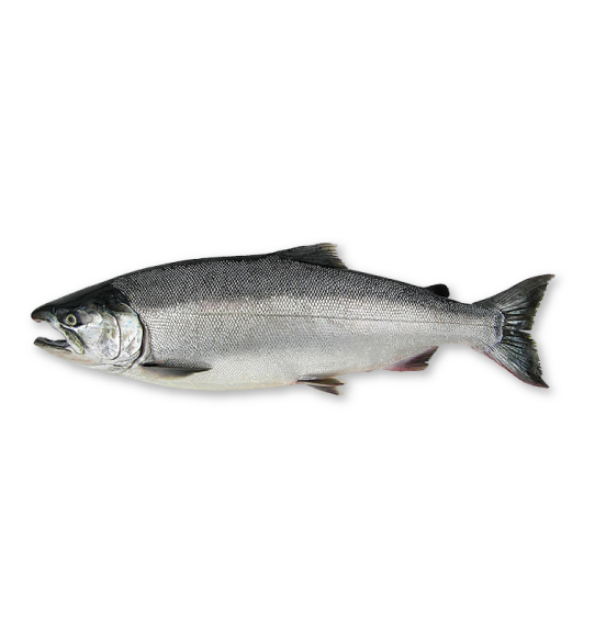 Salmon Transparent PNG
