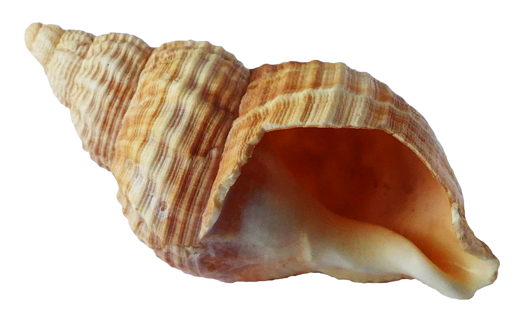 Sea Shell Download Free PNG