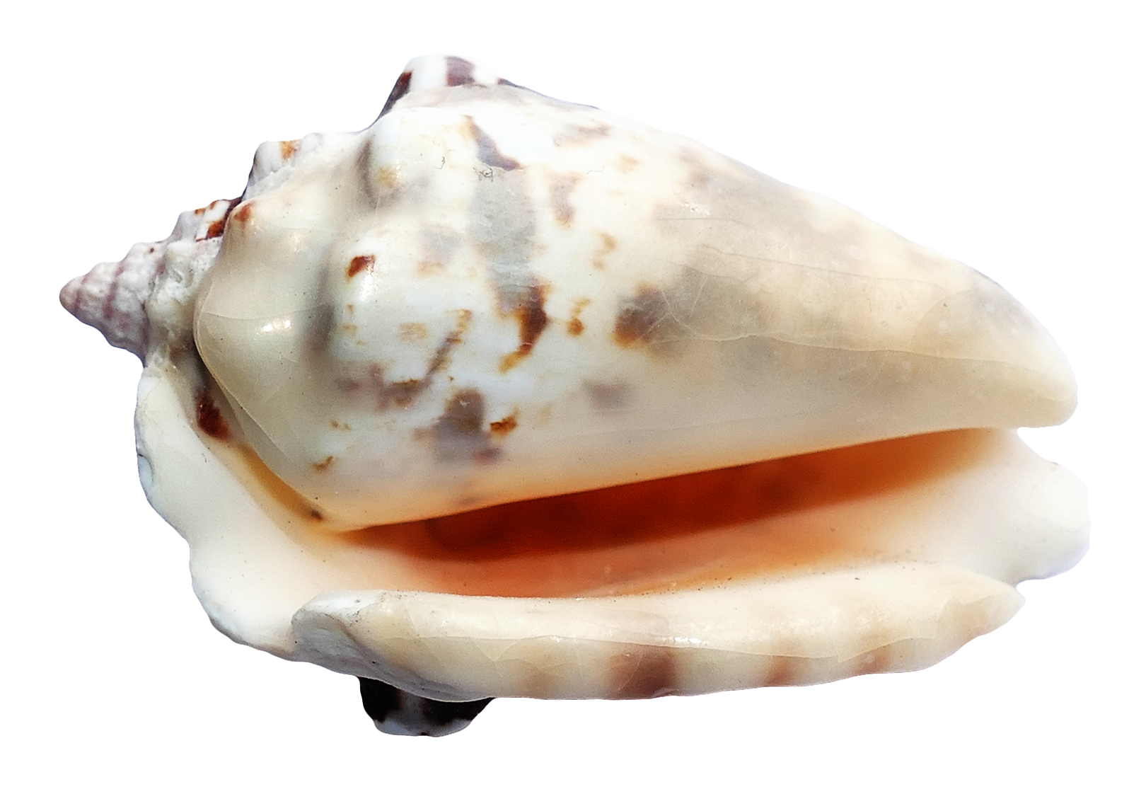 Sea Shell PNG HD Quality