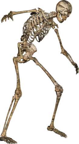 Skeleton Posing Download Free PNG