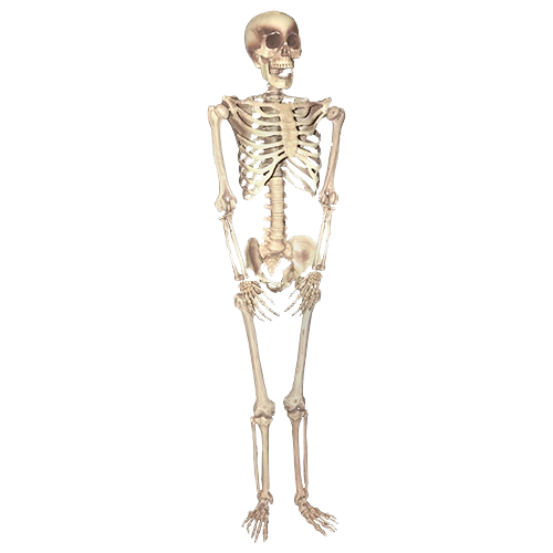 Skeleton Posing Transparent Free PNG