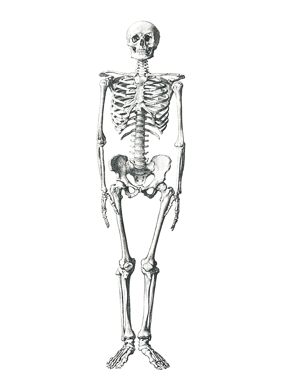 Skeleton Posing Transparent PNG