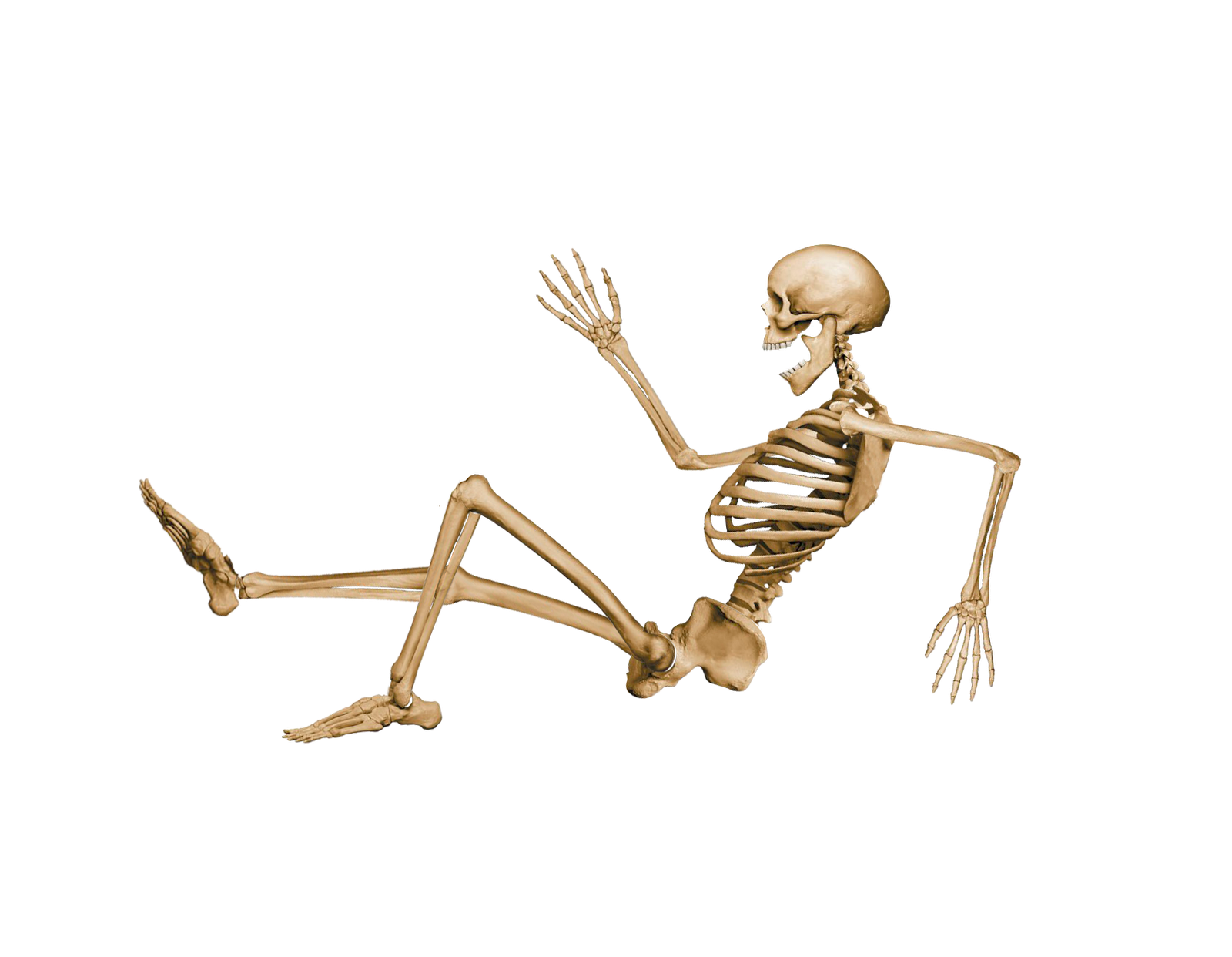 Skeleton Sitting PNG Images Transparent Background | PNG Play