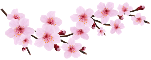 Spring Cherry Blossoms Background PNG Image