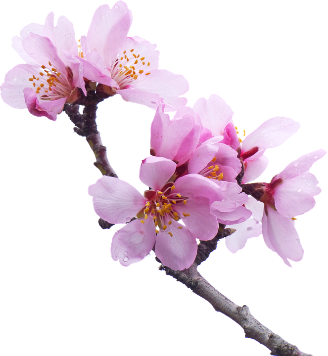 Spring Cherry Blossoms Free PNG