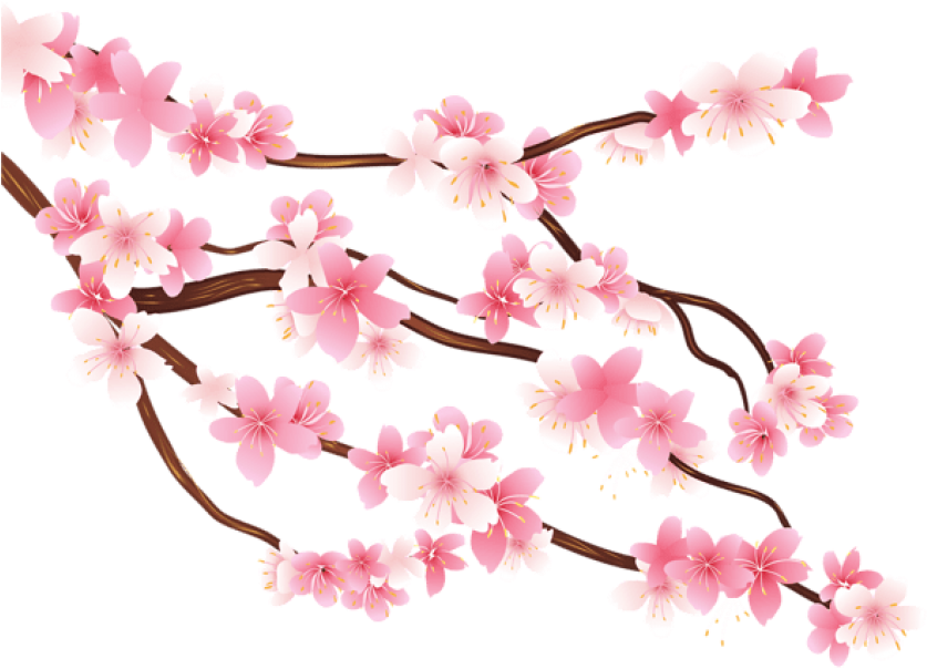 Spring Cherry Blossoms PNG Clipart Background