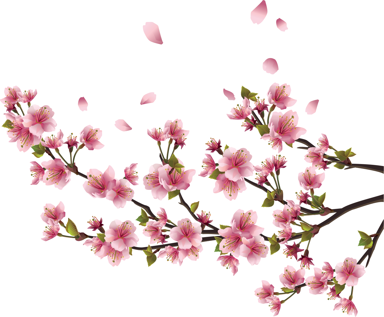 Spring Cherry Blossoms PNG HD Quality