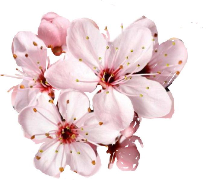 Spring Cherry Blossoms PNG Images HD