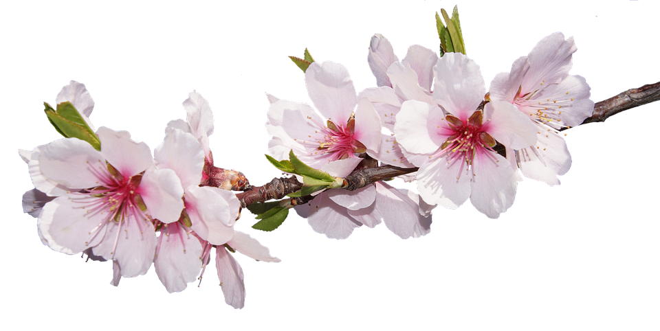 Spring Cherry Blossoms Transparent Background