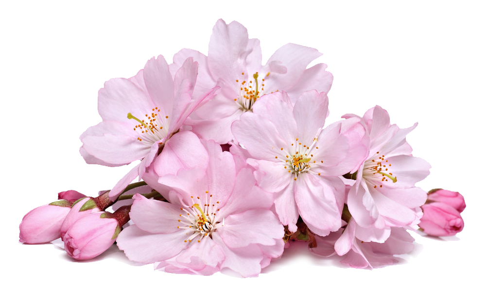 Spring Cherry Blossoms Transparent File