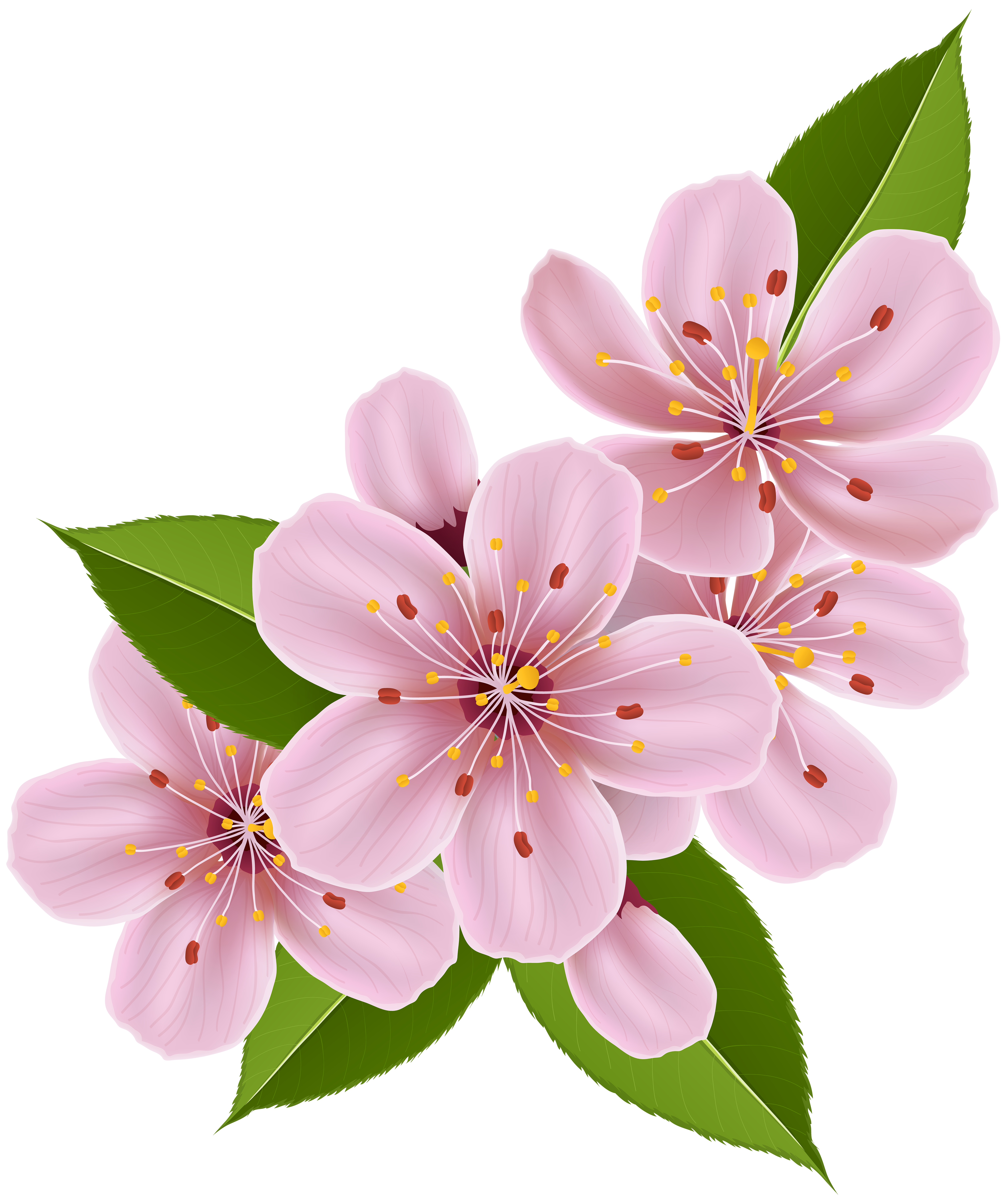 Spring Cherry Blossoms Transparent Free PNG