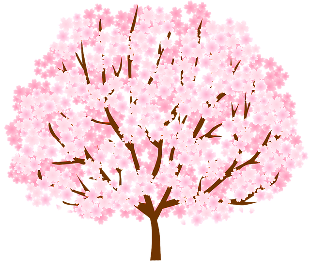 Spring Cherry Blossoms Transparent Images