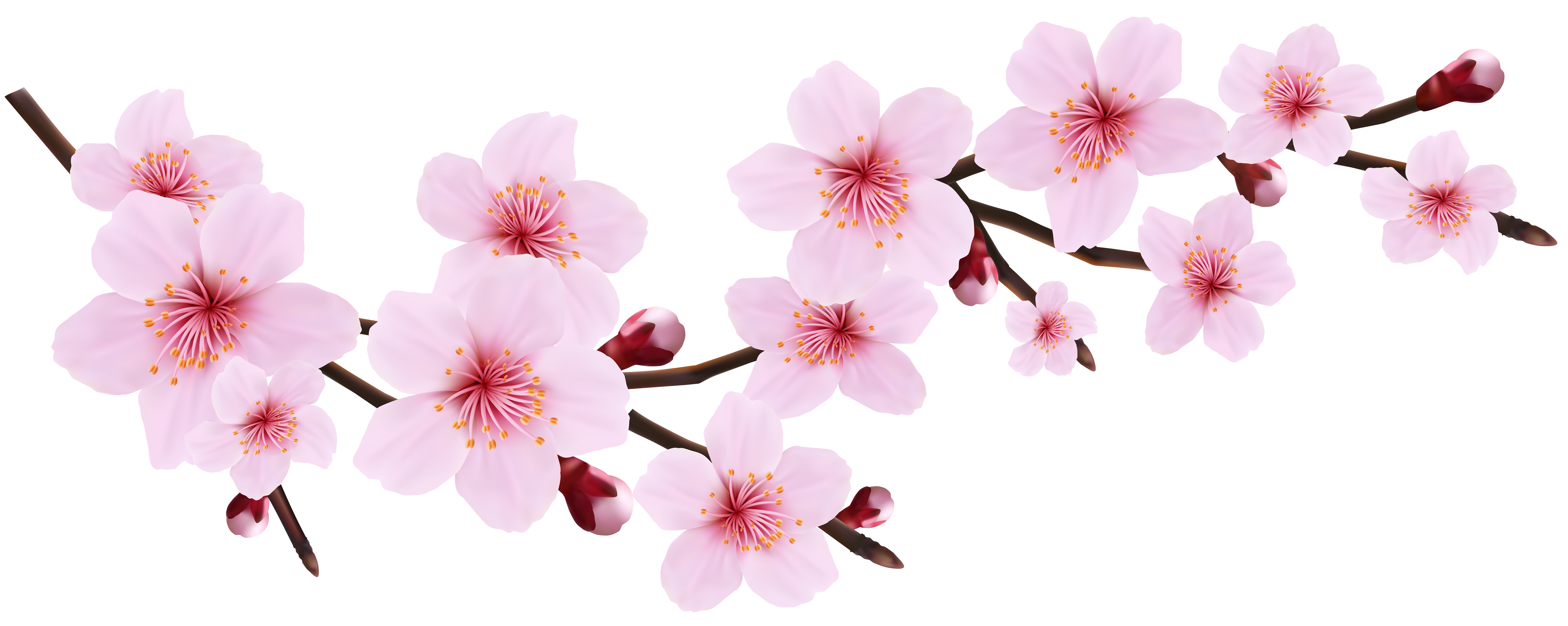 Spring Cherry Blossoms Transparent PNG