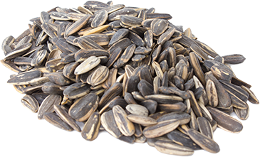 Sunflower Seed PNG Clipart Background