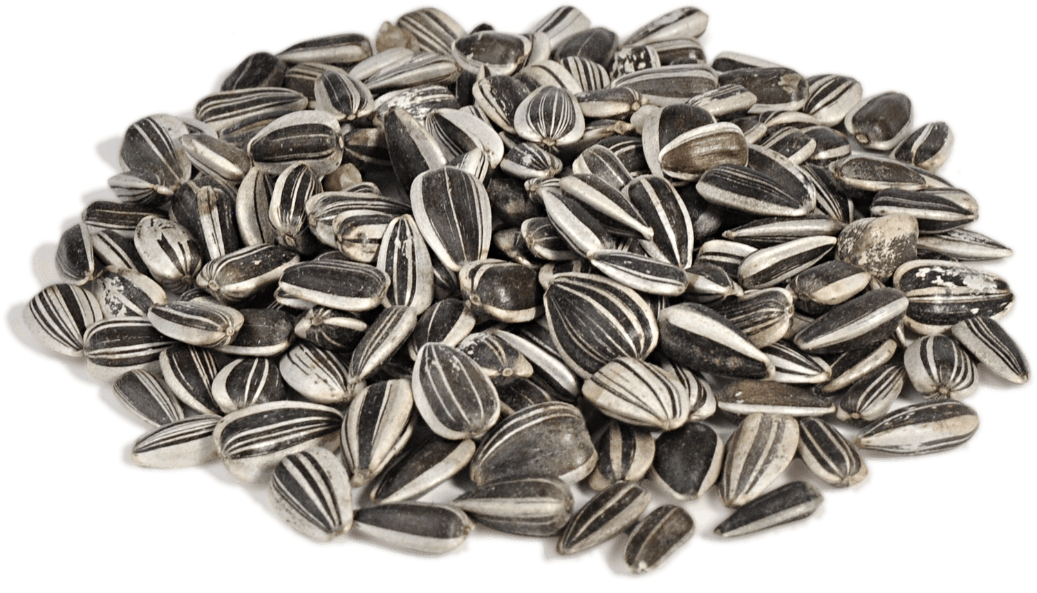 Sunflower Seed PNG Photos