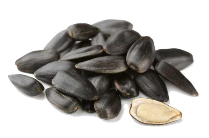 Sunflower Seed Transparent Free PNG