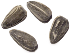 Sunflower Seed Transparent Images