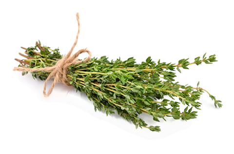 Thyme Transparent Free PNG