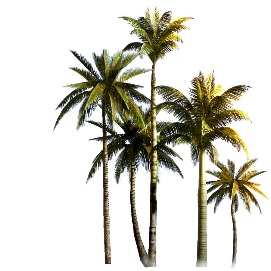 Top Palm Tree Background PNG Image
