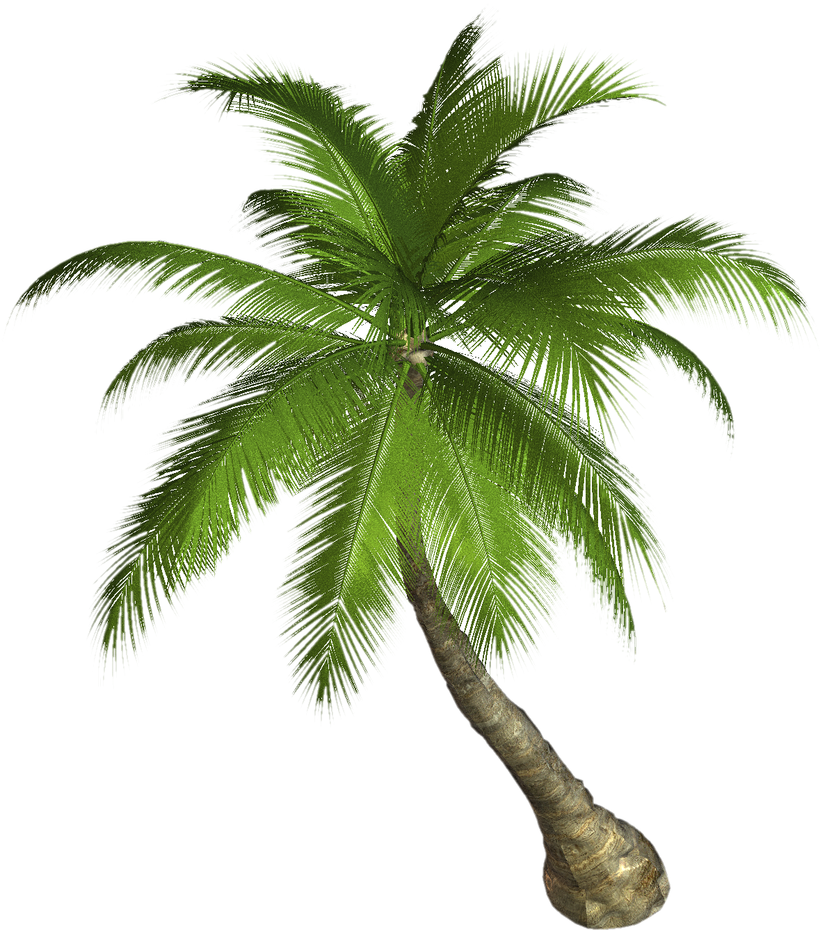 Top Palm Tree PNG Clipart Background