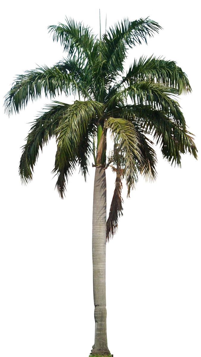 Top Palm Tree Transparent Background