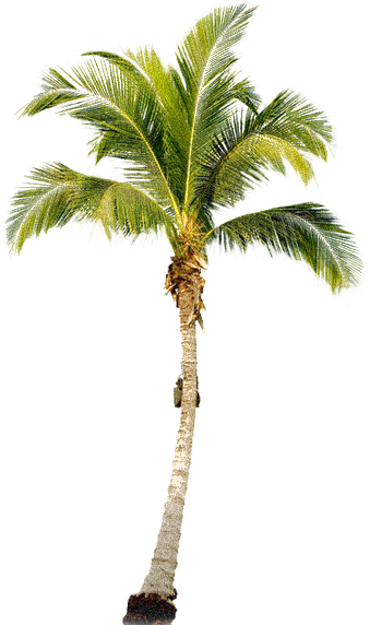 Top Palm Tree Transparent File